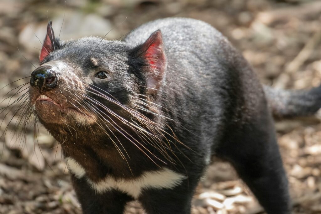Captivating close-up of a Tasmanian Devil at Auckland Zoo, showcasing its unique features and whiskers.